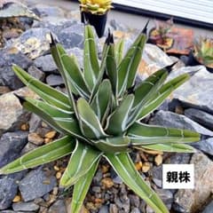 アガベ ニッケルシー　笹吹雪　親株　良ペンキ m26103053532_1.jpg?1740396412