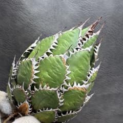 アガベ ホリダ 極上株 極上強刺 Agave horrida 球状株 - メルカリ
