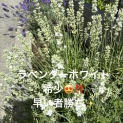ラベンダーホワイト　さし穂3本のサムネイル