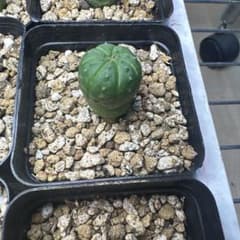 ユーフォルビア オベサ 多肉植物のサムネイル