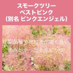 ベストピンク (ピンクエンジェル) スモークツリー 苗 苗木 雌株 - メルカリ