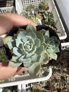 ウエスタンブルー　多肉植物のサムネイル