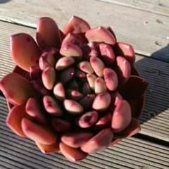 多肉植物のサムネイル