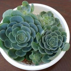七福神 多肉植物のサムネイル
