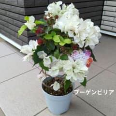希少品種！ 花苗 ブーゲンビリア ブーゲンビレア パフェシリーズ 5号