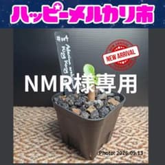 【大特価！】アデニウム アラビカム キングコング 【№4】｜最高峰巨大塊根系統のサムネイル