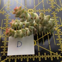 多肉植物 パステル 未発根 カット苗 Dのサムネイル