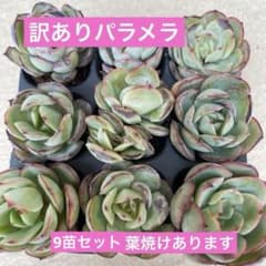 訳あり パラメラ 9苗セット 多肉植物 エケベリア 寄せ植え 多肉弁当