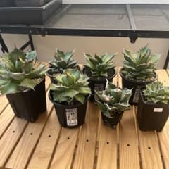 アガベ チタノタ セット売り - メルカリ