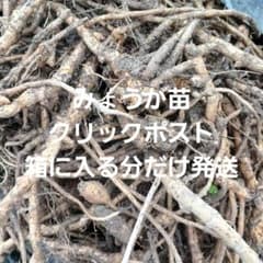 みょうが苗　農薬肥料不使用　クリックポスト箱に入る分だけ発送のサムネイル