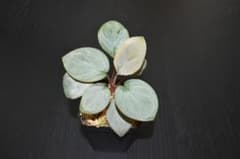 Homalonena sp. Silver leaf 【AZ0517-23】 m26192562152_1.jpg?1758983296