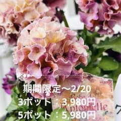 ともさま ✼••セール中••✼RA73♥サトウ園芸 ローブドゥ
