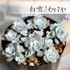 多肉植物【白雪ミセバヤ】セダム ポットごと or 抜き苗 6㎝ポット