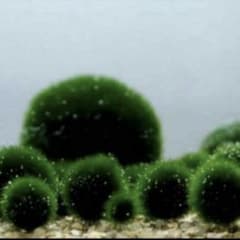 国産マリモ 約1cm 1個 癒しのマリモ無農薬 - メルカリ