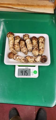 送料込み　本日収穫　岩手県産松茸 415gのサムネイル