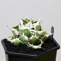 大白鯊（ホホジロザメ）子株　Lize血統　未発根⑦ 大白鯊（ホホジロザメ）子株 Lize血統 未発根⑥ - メルカリ