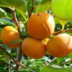 農家の裏庭の甘柿☆無農薬約1,8㎏のサムネイル