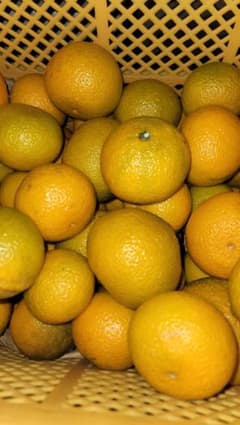 長崎県雲仙市☆農家直送☆スイートスプリングのサムネイル