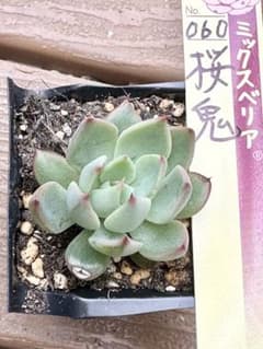 ミックスベリア 桜鬼 おらいさん 根付き苗 多肉植物 4センチポット