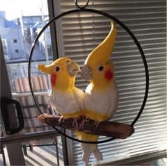 オカメインコ最終値下げのサムネイル