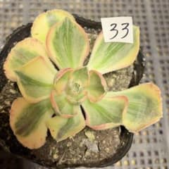 33#観葉植物ア工オニウム錦❤️ロスコフ錦❤️青花磁 1大頭1 子芽8cm