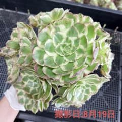 超レア新品種 アエオニウム アクアマン錦(大群生) (やや傷があり) 法師