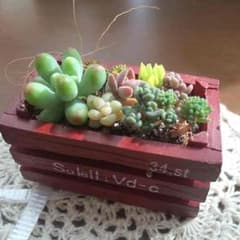 多肉植物 寄植え 小さなハコ 赤のサムネイル