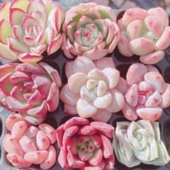 95 【メルカリ便発送】 お得9苗セット‼︎ 多肉植物 韓国苗 人気種