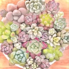 多肉植物 リンダリンダ メイプルハニーカット苗 メルカリ便 - メルカリ