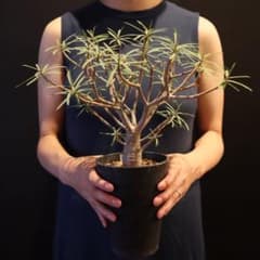 ユーフォルビア バルサミフェラ 現地株 発根済み - メルカリ