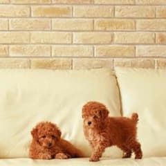 専用出品のサムネイル