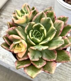 多肉植物 アエオニウム 甜茶錦 1ポット抜き苗 - メルカリ
