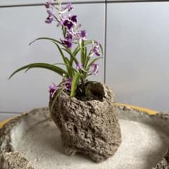 軽石 鉢のサムネイル