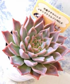 中里アテマハック×キングクリムゾンNo.6札付きtanikumiさん苗 - メルカリ