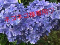 ネコネコ様専用♡紫陽花カット　挿し木用二本のサムネイル