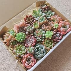 多肉植物 寄せ植えセットのサムネイル