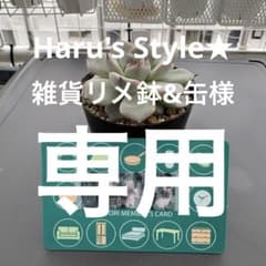 多肉植物　ミックスベリア　ブルーベリームーン　抜き苗のサムネイル