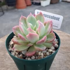 多肉植物 抜き苗 ヒューミリス×ルシンダb | Shop at Mercari