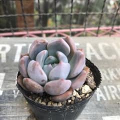 多肉植物　ブラックナイト×ラウリンゼのサムネイル