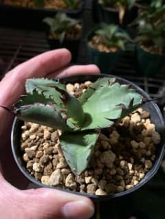 専用　AGAVE アガベ　チタノタ  ブラックアンドブルー　子株　親株画像ありのサムネイル