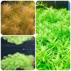 水草セット 3種類 水中葉 無農薬 無害虫 - メルカリ