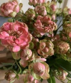 希少複色❣️切花 ラディシュ挿し木苗 バラ花苗 - メルカリ
