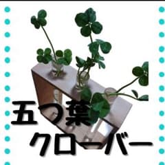 復活！期間限定！五つ葉クローバー！根っこ無しの状態です！のサムネイル
