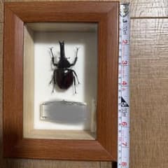ヒメカブト 標本 木製フレーム入りのサムネイル