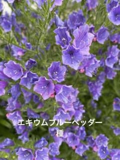 増量中！エキウムブルーベッダーの種　40粒のサムネイル
