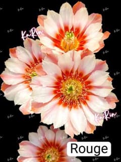47Rouge自根苗 新品種花サボテン エキノケレウス属 開花見込 カキコ3個