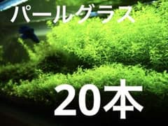 パールグラス　20本のサムネイル