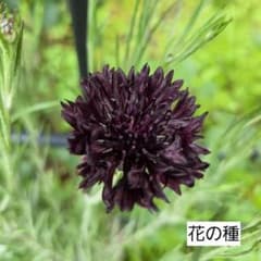 セントーレアブラックボール　花の種