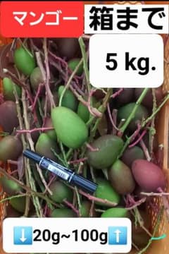 マンゴー+摘果 /5 kg including box マンゴー+摘果 /5 kg including box - メルカリ