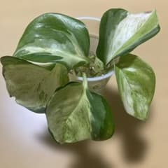 ポトス　ステータス　きり苗発根　c 難有のサムネイル